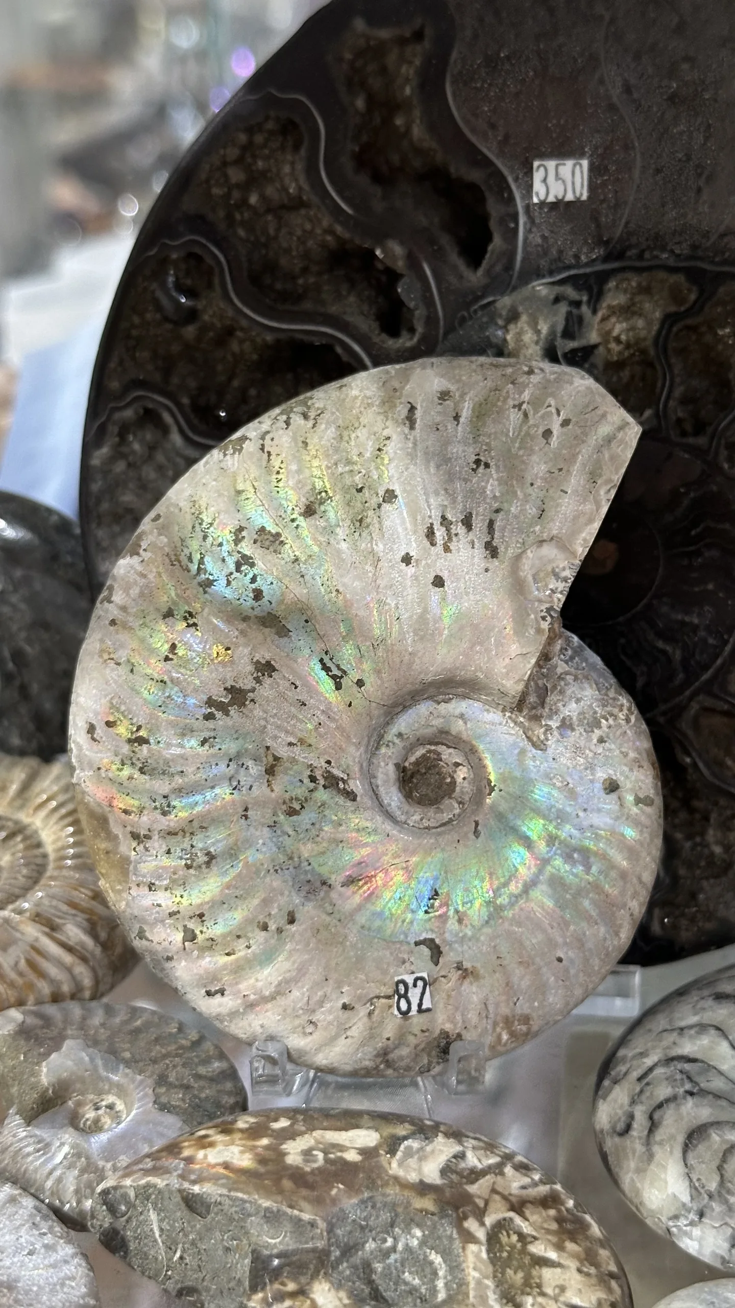 Iridescent ammonite fossil specimen in the Stone Room collection