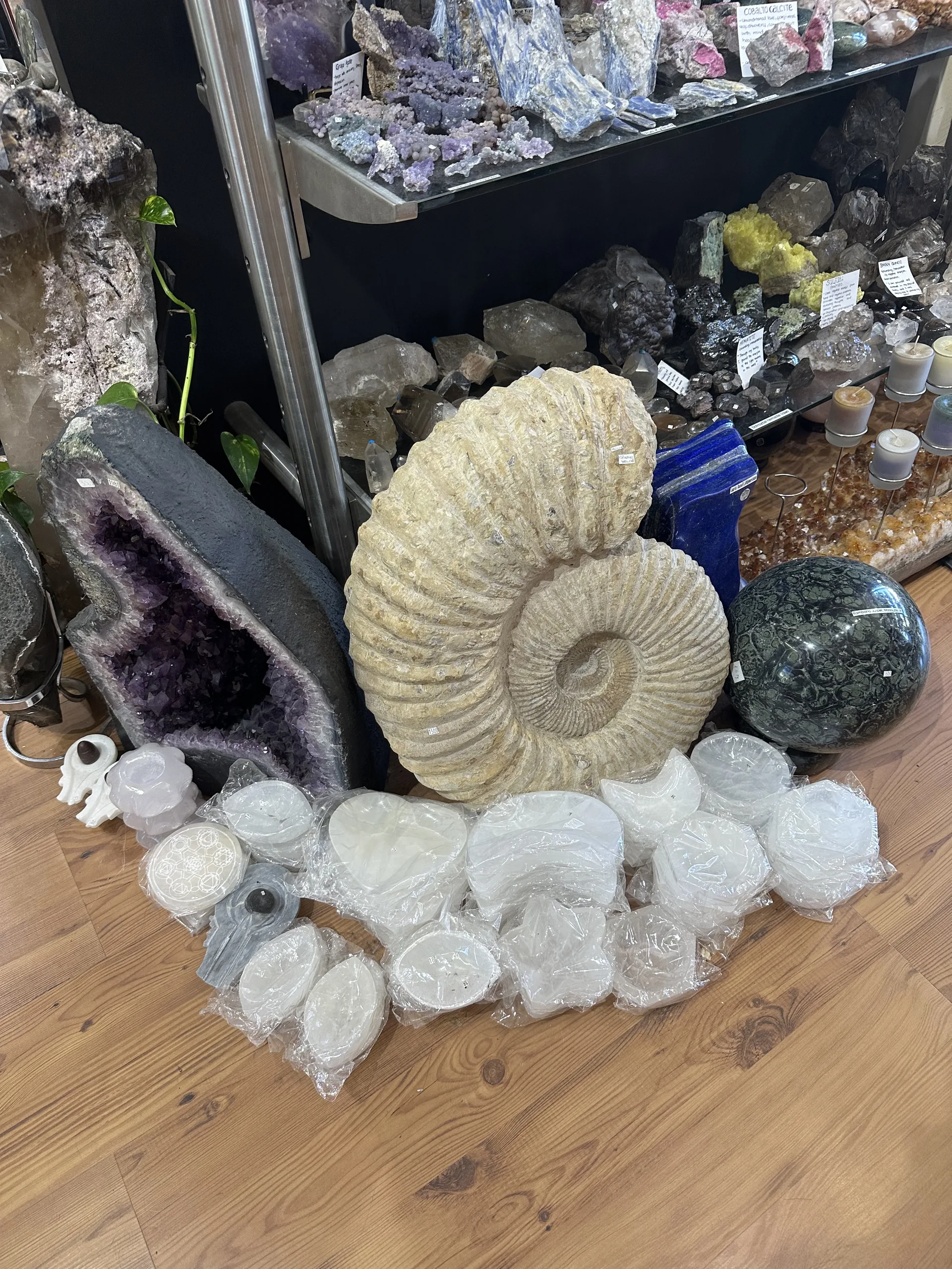 Large iridescent ammonite fossil with quartz points at Stone Room crystal shop