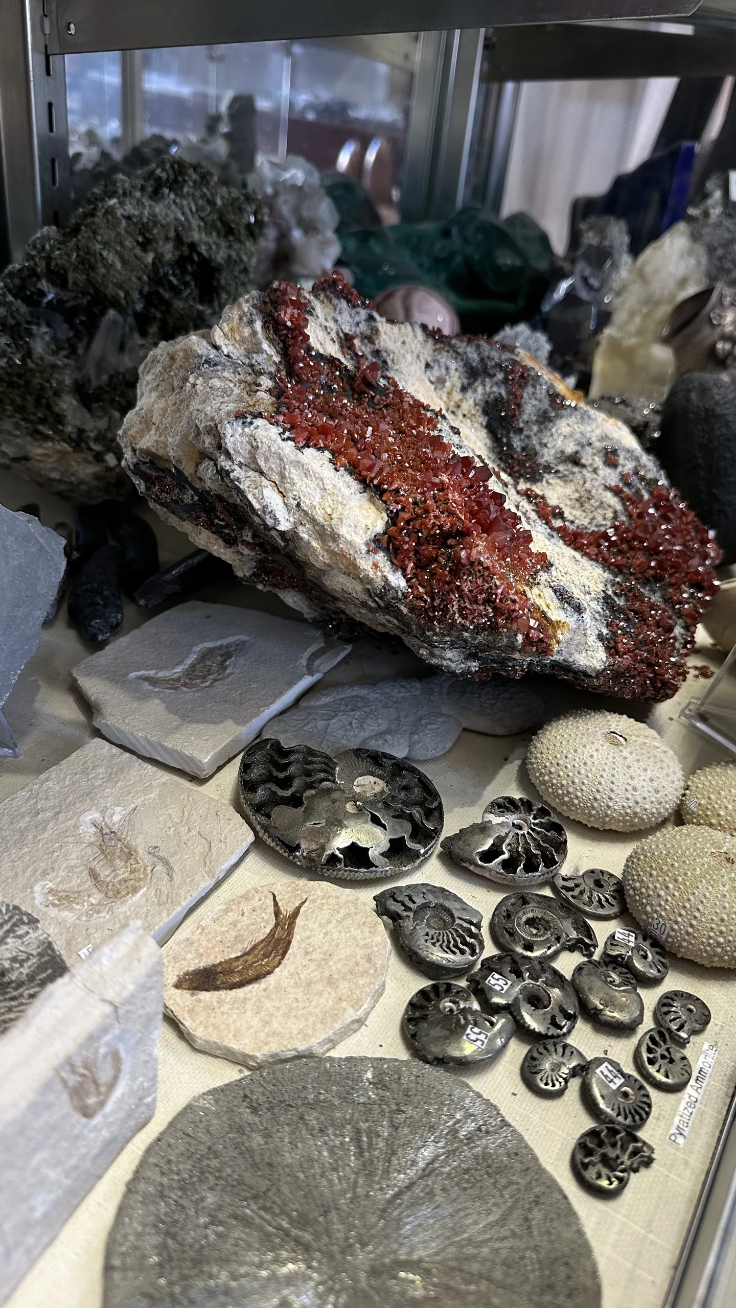 Collector fossils and red crystal specimen in a Stone Room display case