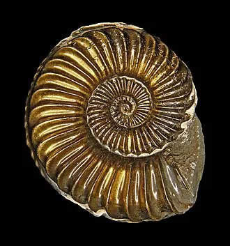 Ammonite — mineral specimen