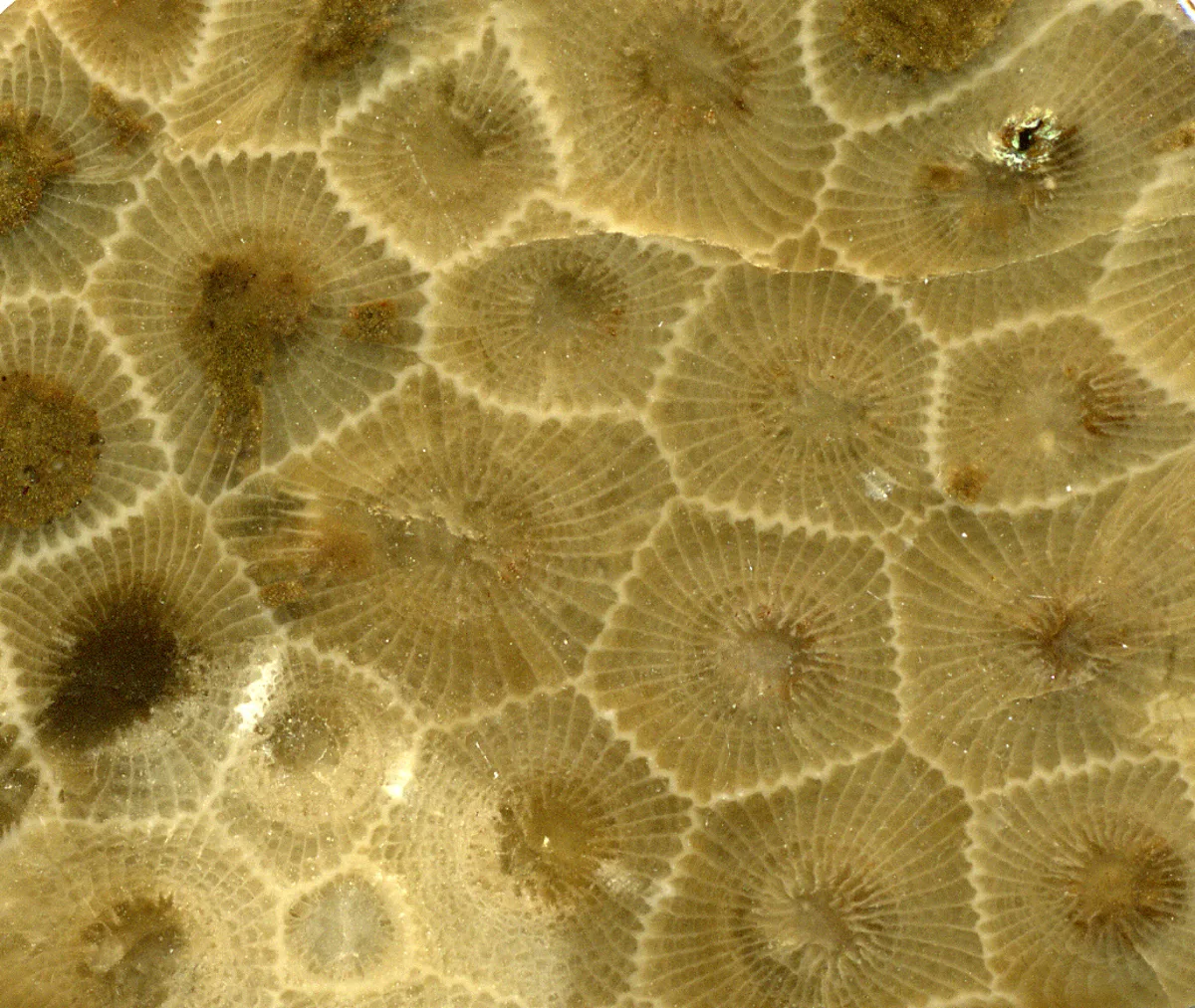 Fossil Coral — mineral specimen