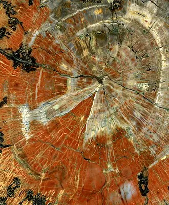 Petrified Wood — mineral specimen