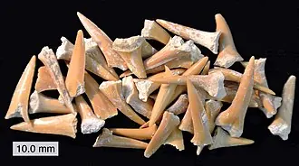 Fossil Shark Tooth — mineral specimen