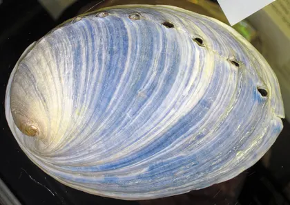 Abalone Shell specimen