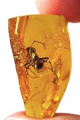Amber specimen