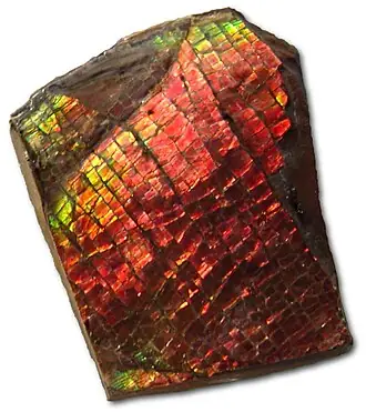 Ammolite specimen