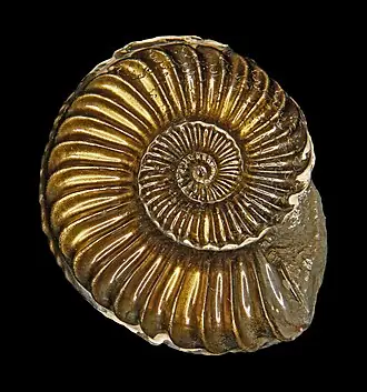 Ammonite specimen