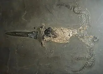 Belemnite specimen