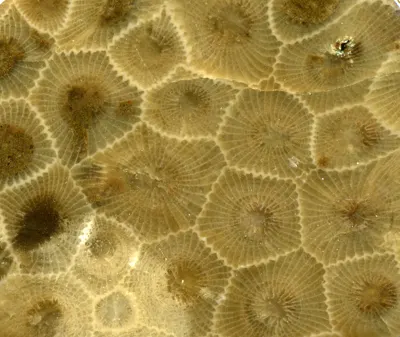 Fossil Coral specimen