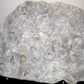 Crinoid specimen
