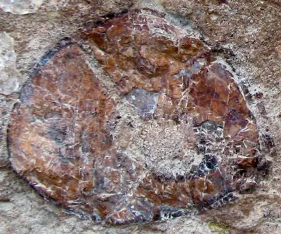 Agatised Dinosaur Bone specimen