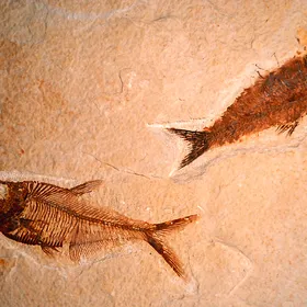 Fossil Fish specimen