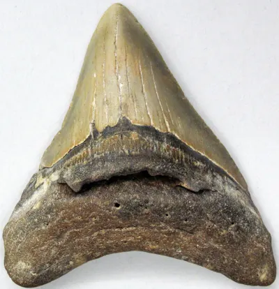 Megalodon Tooth specimen