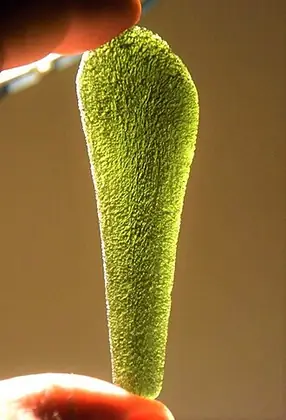 Moldavite specimen