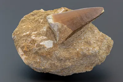 Mosasaur Tooth specimen