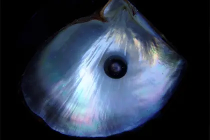 Mother of Pearl specimen