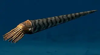 Orthoceras specimen