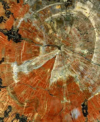 Petrified Wood specimen