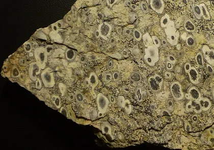 Rainforest Rhyolite specimen