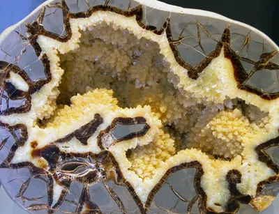 Septarian Nodule specimen