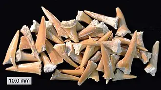 Fossil Shark Tooth specimen