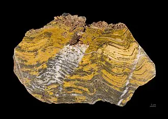 Stromatolite specimen