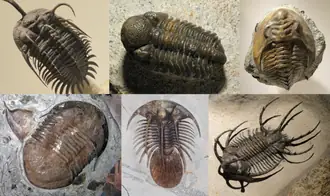 Trilobite specimen
