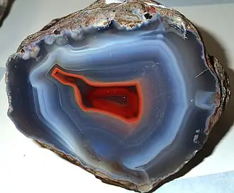 Turritella Agate specimen
